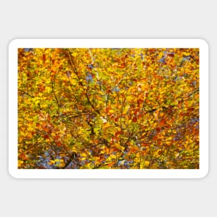 Autumn leaves, leaf color, beech, tree Sticker